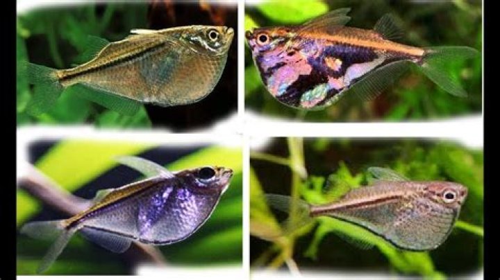 How do hatchet fish protect themselves?