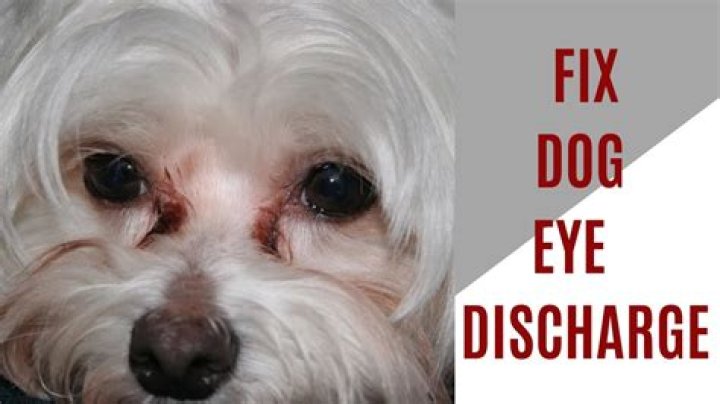 How do I clean my dogs eye discharge?