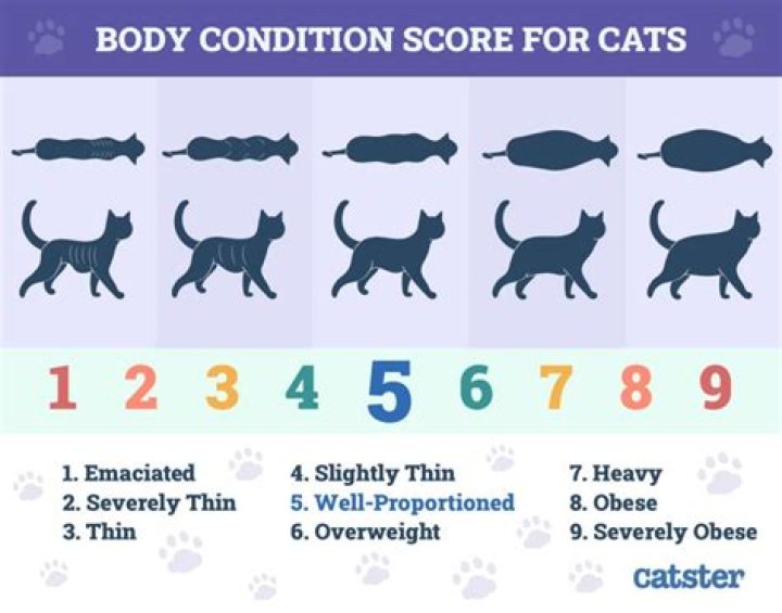 How do I get my cat to be nice to my dog?