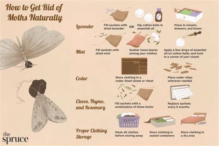 How do I get rid of moths in my car?
