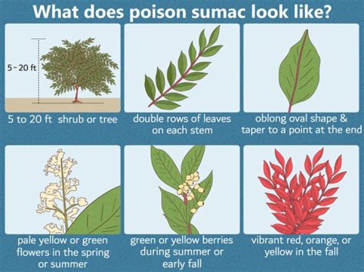 How do I identify a poison sumac tree?
