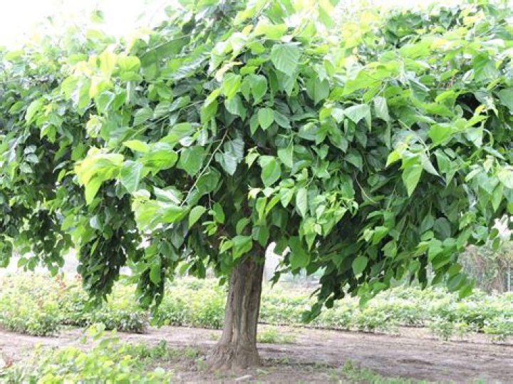 How do I know if I have a mulberry tree?