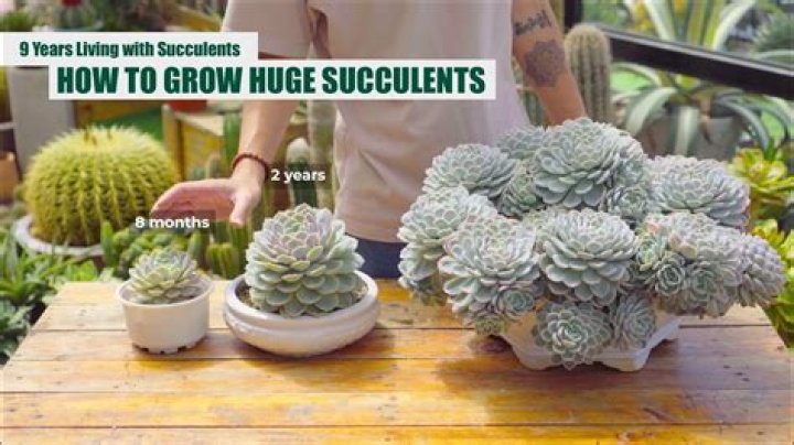 How do I know if my succulent is happy?