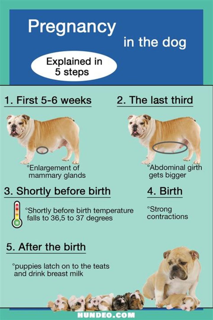 How do I know my pitbull is pregnant?