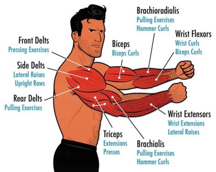 How do I make my arm muscles bigger?