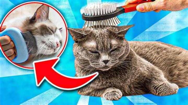 How do I stop my cat from shredding toilet paper?