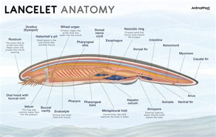 How do Lancelets eat?