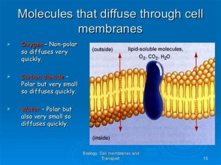 How do the small molecules of oxygen and carbon dioxide move through the cell membrane?