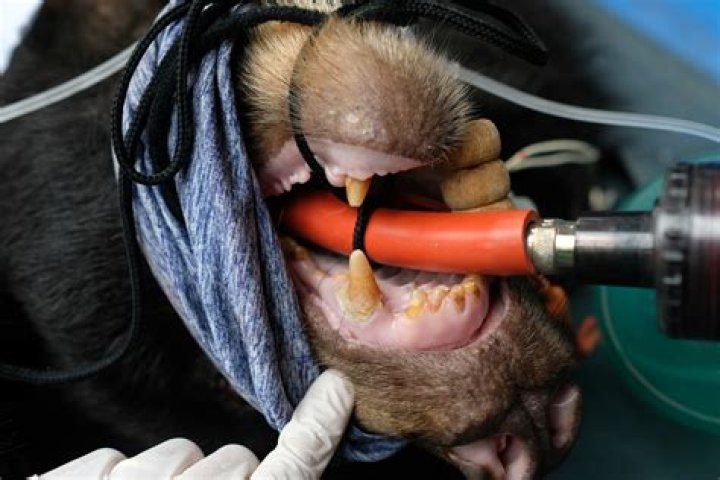 How do they extract bile from bears?