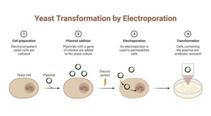 How do yeast cells transform?