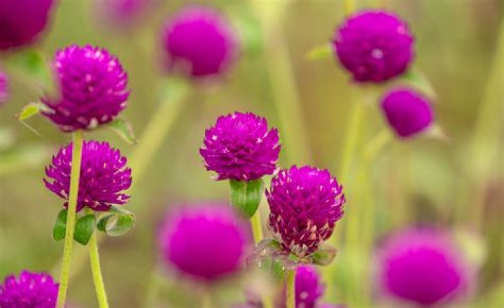 How do you care for gomphrena?
