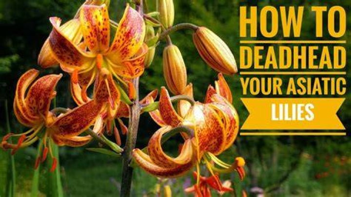 How do you deadhead Asiatic lilies?