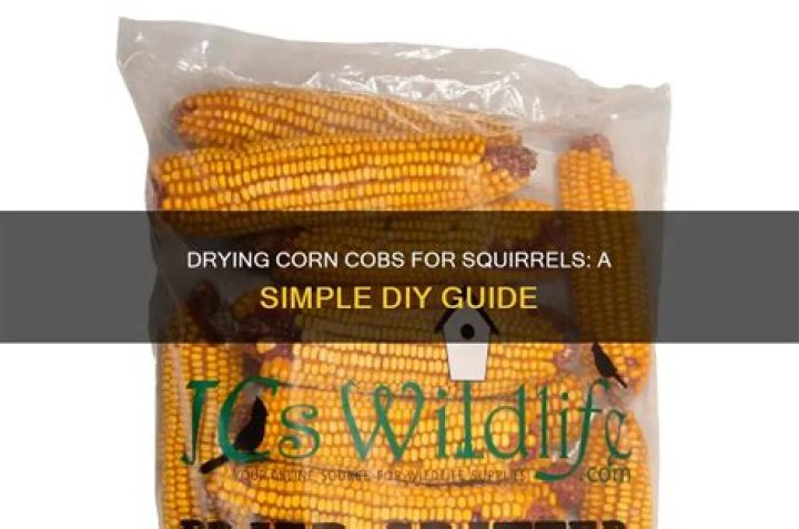 How do you dry corn for squirrels?