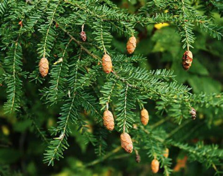 How do you finish a hemlock?