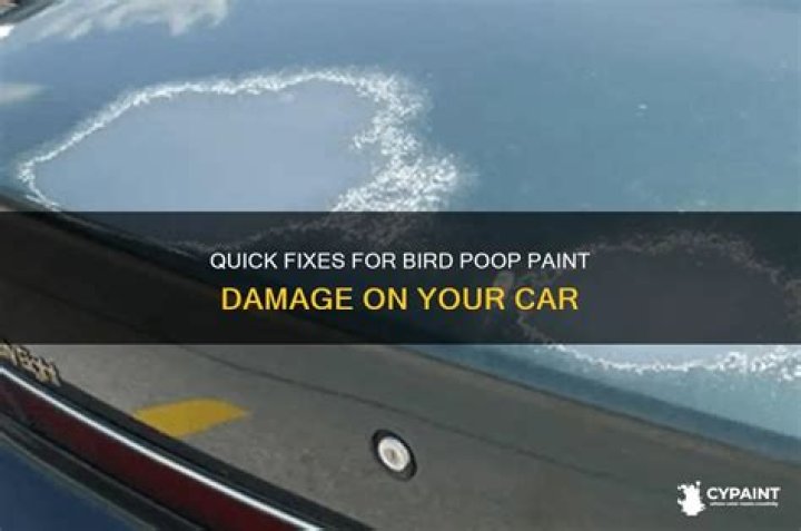 How do you fix bird poop on a car?