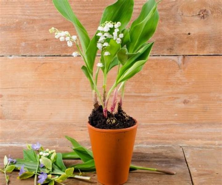 How do you force lily of the valley indoors?