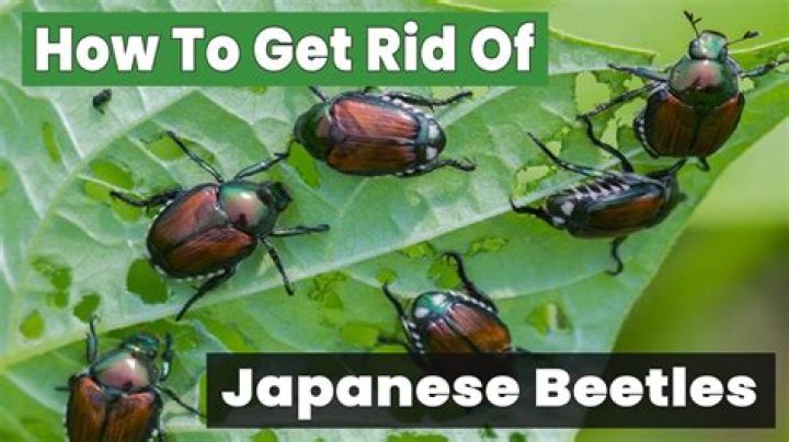 How do you get rid of Japanese beetles on trees?