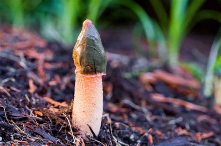 How do you get rid of mulch?