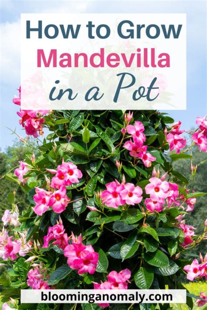 How do you grow a Mandevilla?
