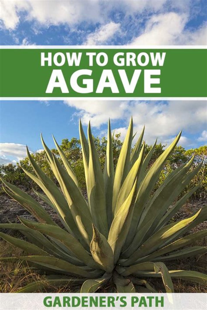 How do you grow agave americana from seed?