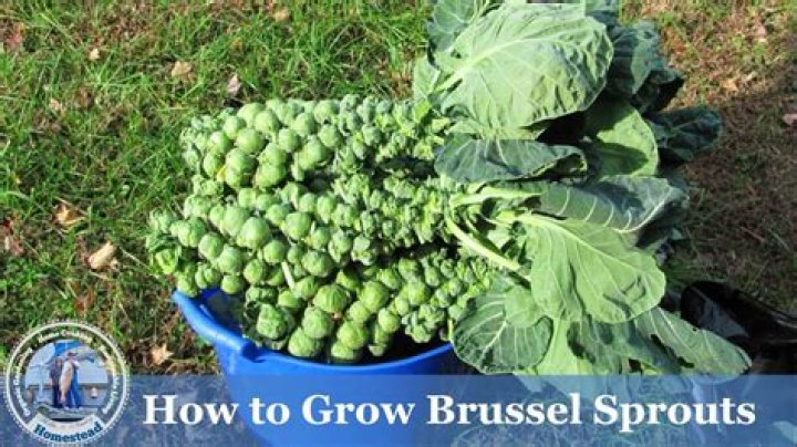 How do you grow brussel sprouts successfully?