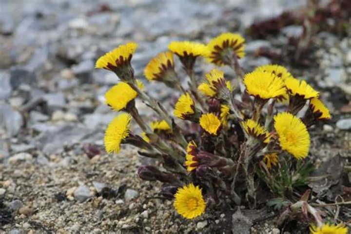 How do you grow coltsfoot?