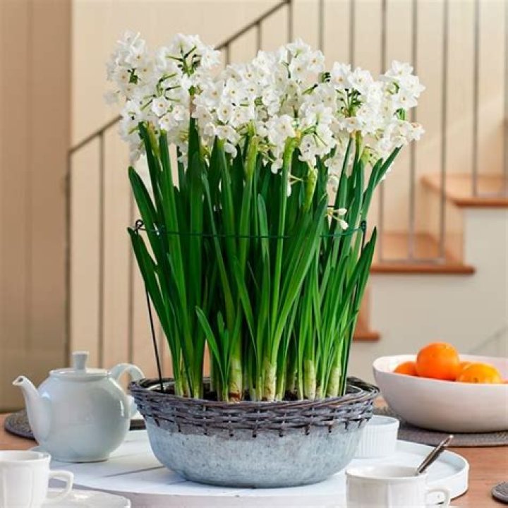 How do you grow narcissus indoors?