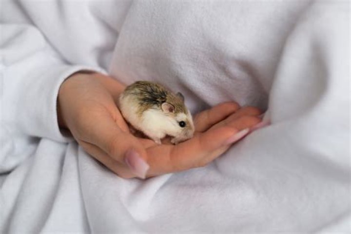 How do you hold a dwarf hamster for the first time?