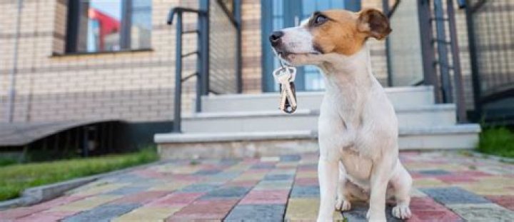 How do you house proof a dog?