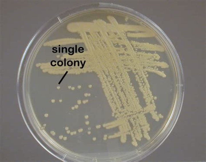 How do you isolate a single colony of bacteria?