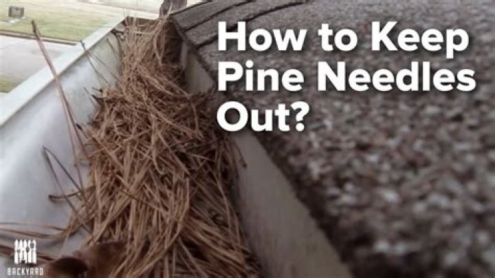 How do you keep pine needles out of gutters?