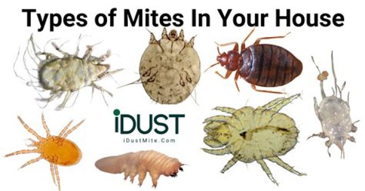 How do you know if you have dust mites in your home?