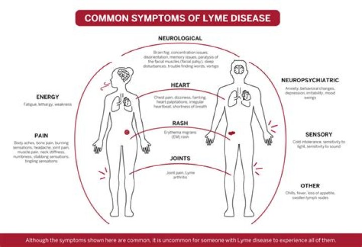 How do you know if you still have Lyme disease?