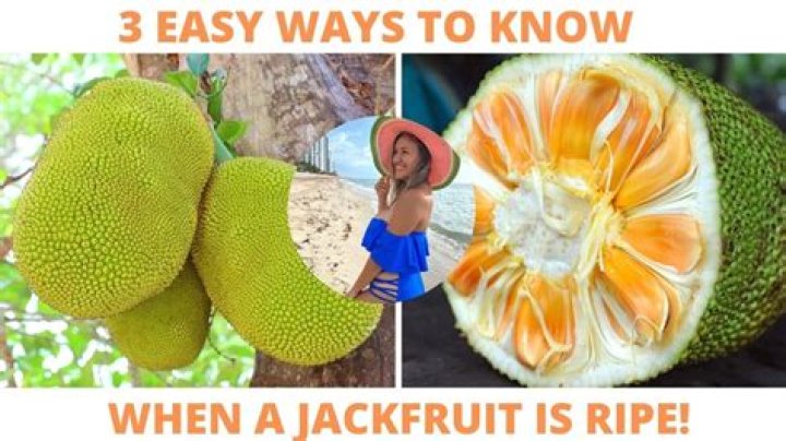 How do you know when jackfruit is cooked?