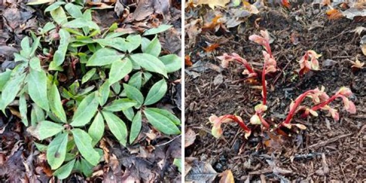 How do you look after Helleborus niger?
