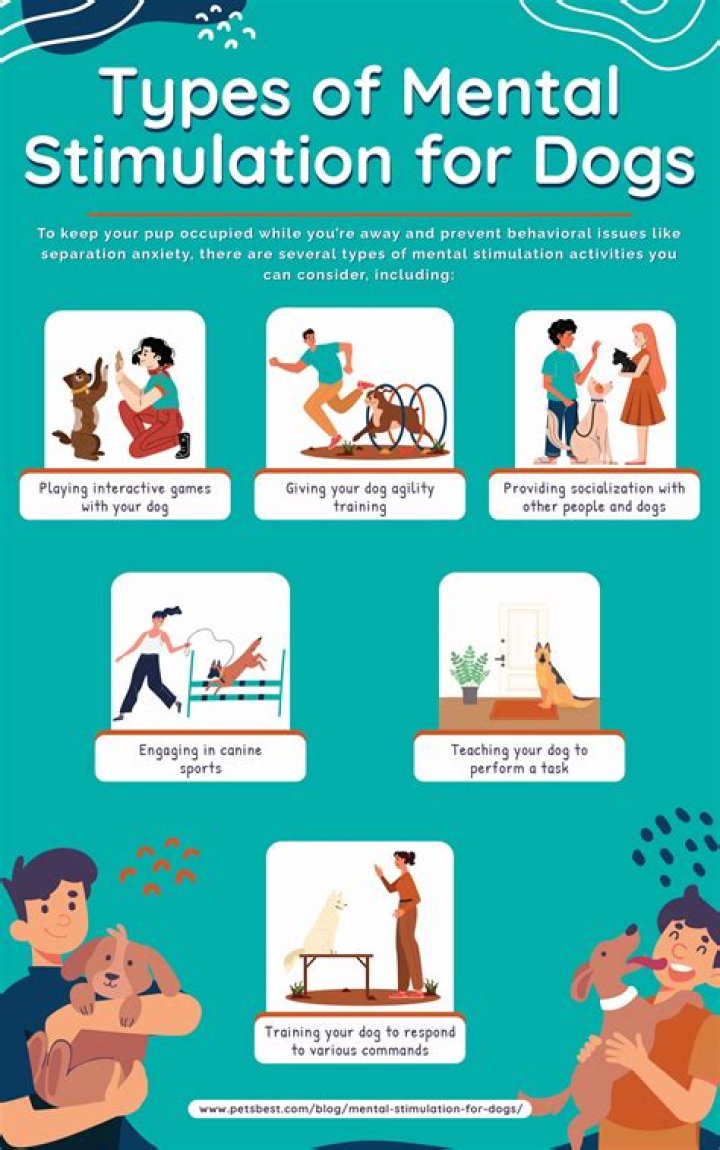 How do you mentally stimulate a dog?