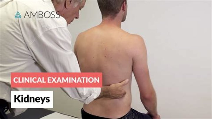 How do you Percuss your kidneys?