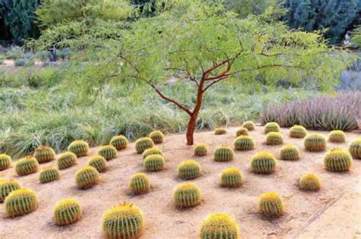 How do you plant a barrel cactus?