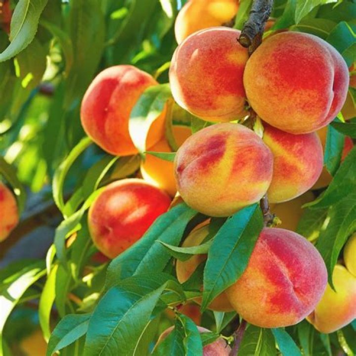 How do you plant a Belle of Georgia Peachtree?