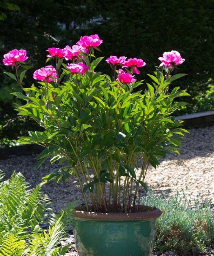 How do you plant a tree peony?
