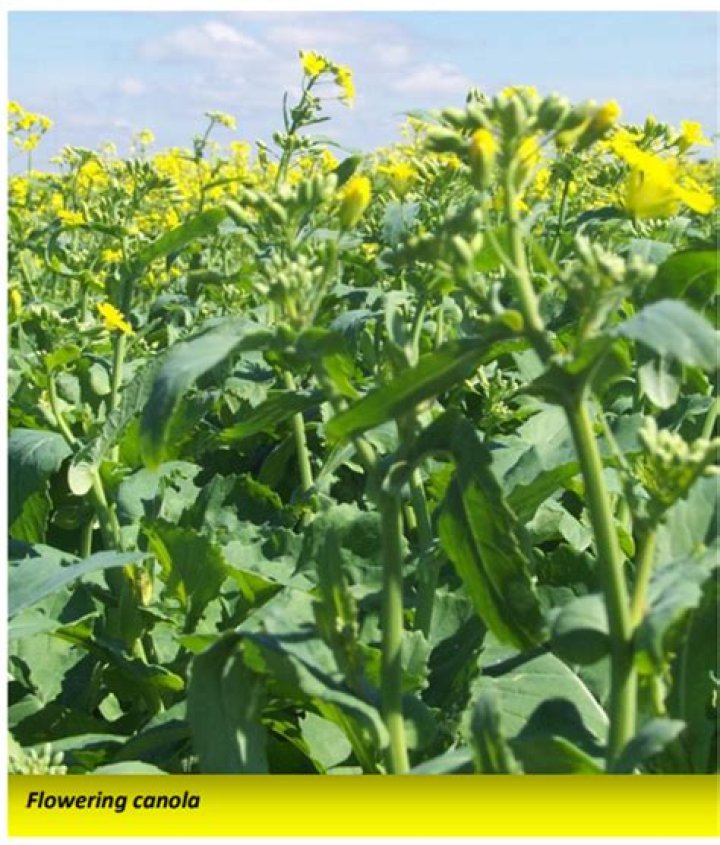 How do you plant canola?