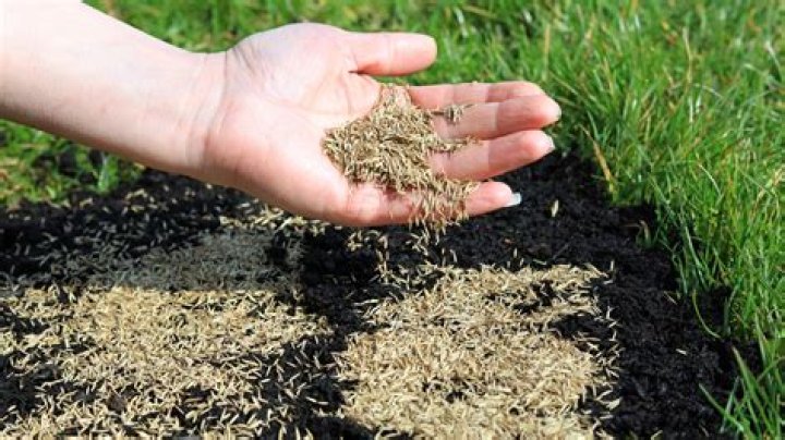 How do you plant grass seed on bare patches?