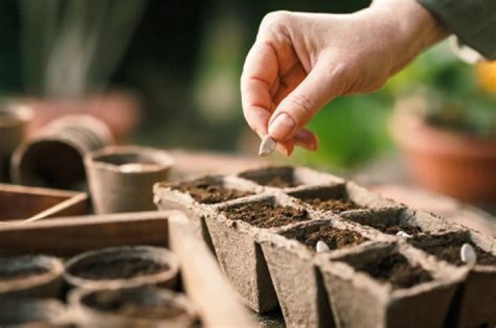 How do you plant sowing seeds easily?
