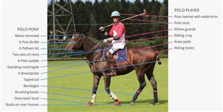 How do you play polo on horses?