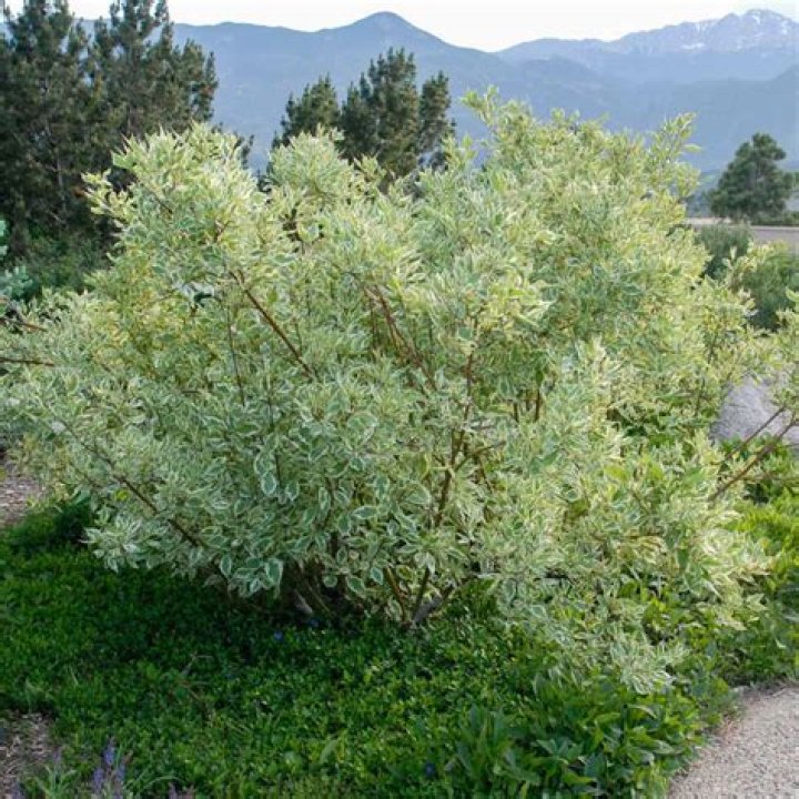 How do you prune a variegated dogwood bush?