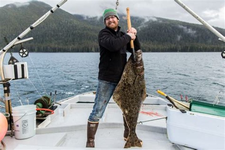 How do you rig halibut in Alaska?