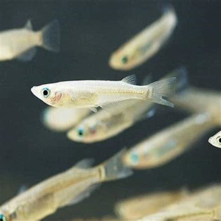 How do you sanitize a fish tank?