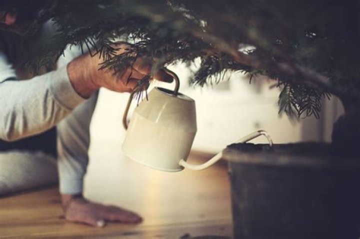 How do you self water a Christmas tree?