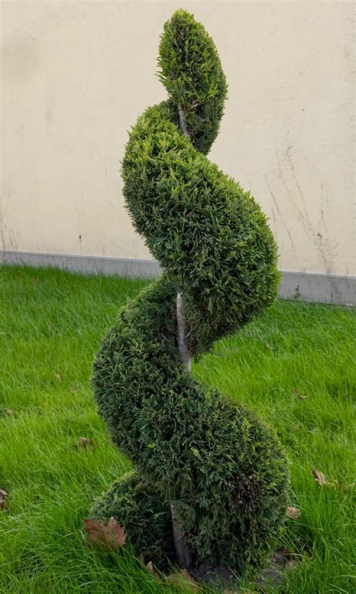 How do you spiral a juniper tree?