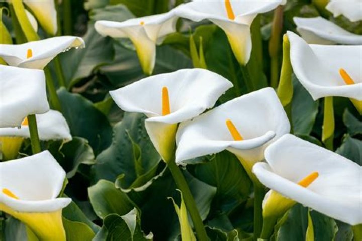 How do you split arum lilies?